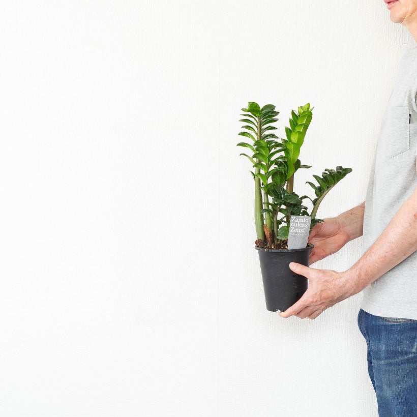 陰に強い（玄関にもお勧め）観葉植物ザミオクルカス・ゼンジー
