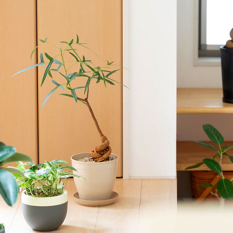 もみ殻鉢に植え替え