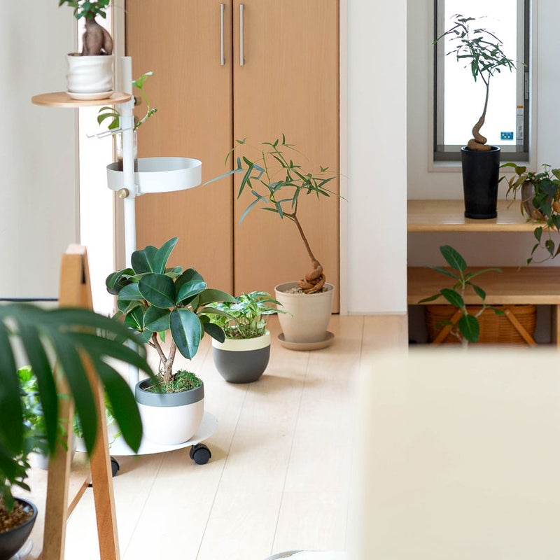 ブラキチトン・ポプルネウス植替え例