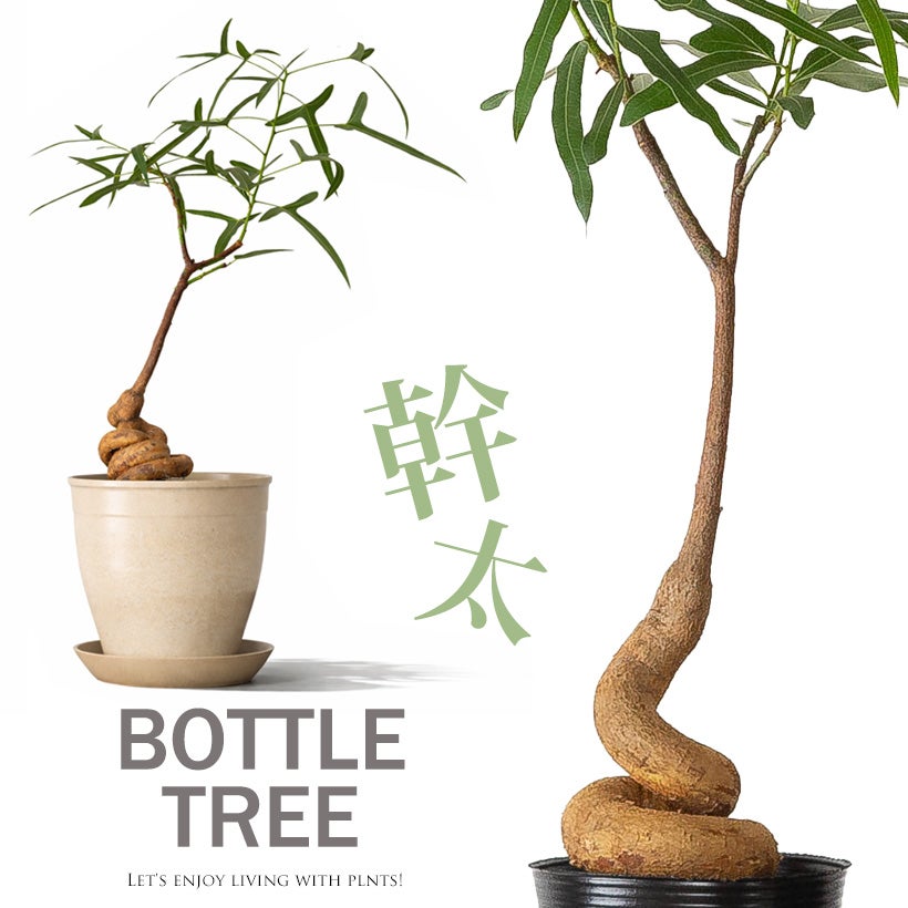 ブラキキトン ボトルツリー