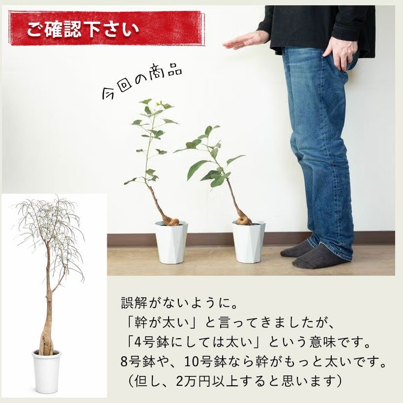 ブラキチトンポプルネウス葉の形状（個体差）楽しむボトルツリー