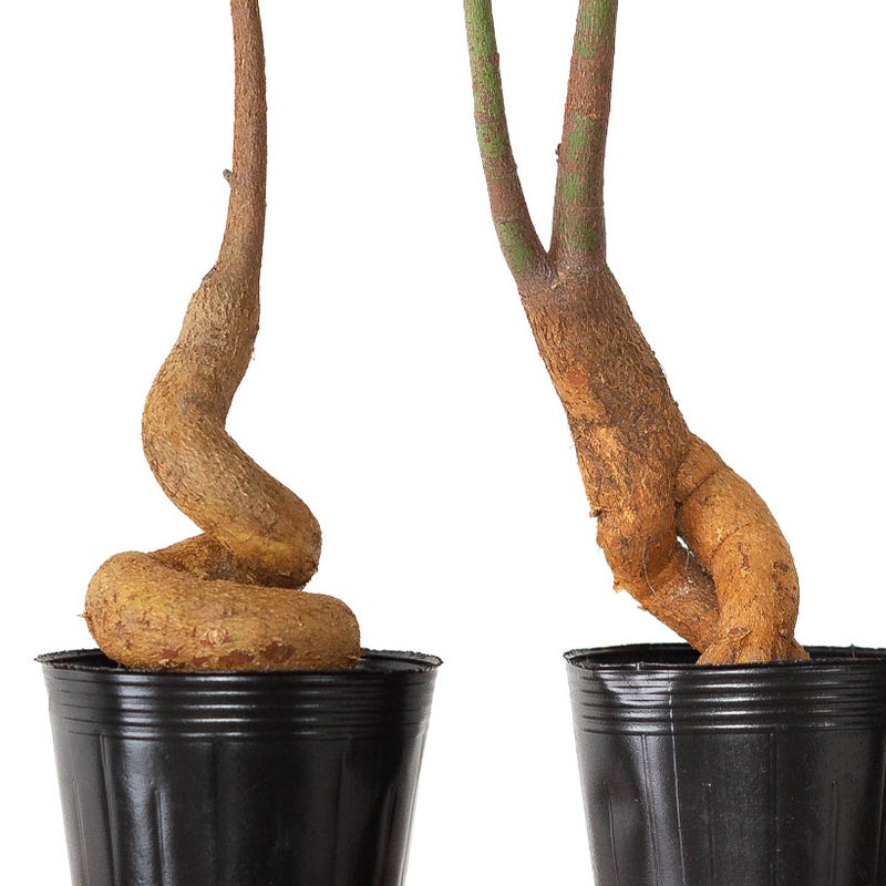 ブラキキトン ボトルツリーの幹