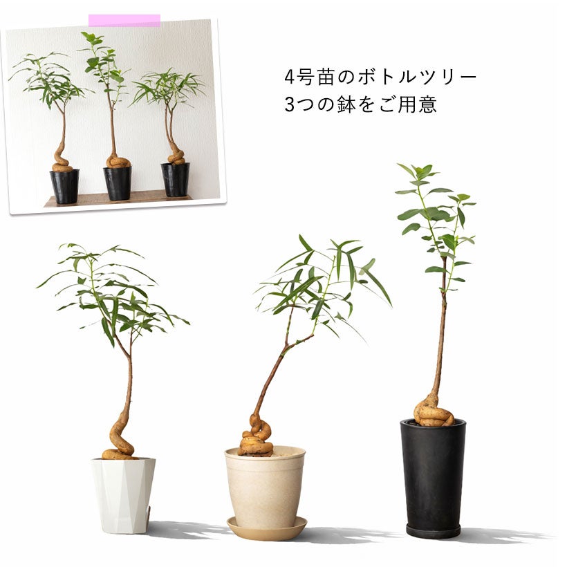 ブラキチトンポプルネウス葉の形状（個体差）楽しむボトルツリー