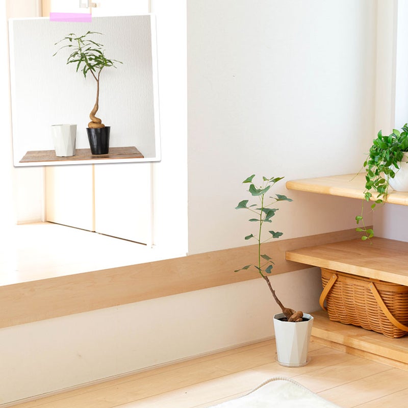 ブラキチトン・ポプルネウスの葉の個体差について