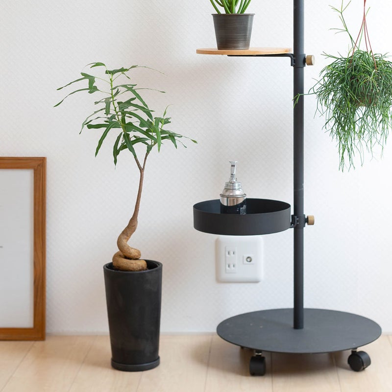 もみ殻鉢に植え替え