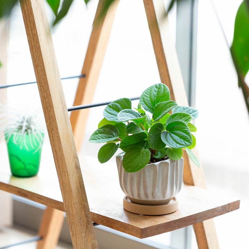 ペペロミア・ラナ多 肉質で茶色の茎も可愛い！冨永植物自信の苗