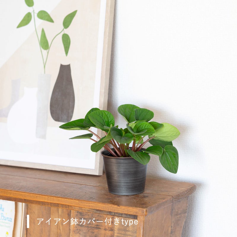 スイカのような葉