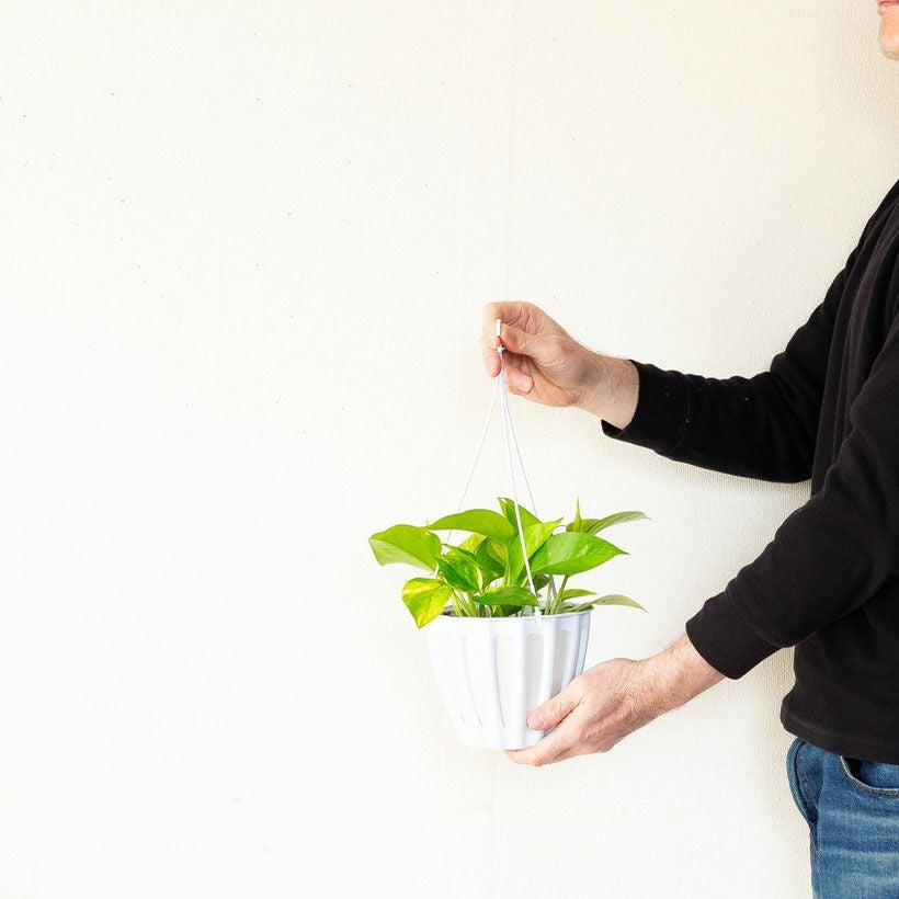 テルノマドンナ｜ポトスライムの枝変わり黄色味が強い品種