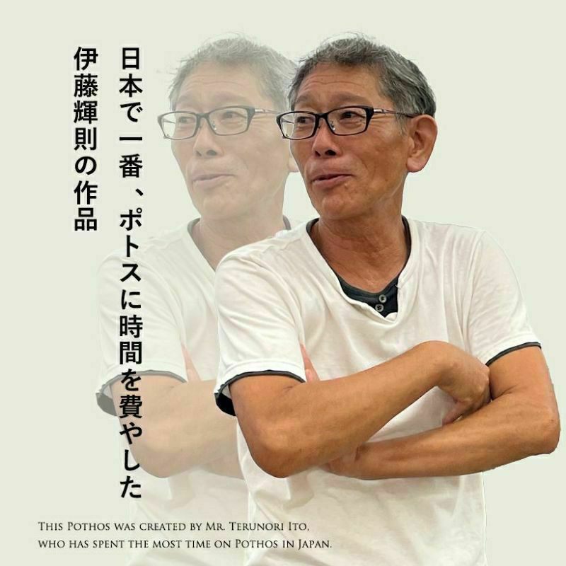 テルノマドンナ｜ポトスライムの枝変わり黄色味が強い品種