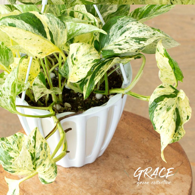 ポトス テルノ｜おすすめ16品種！ラブソングは春と秋に販売予定