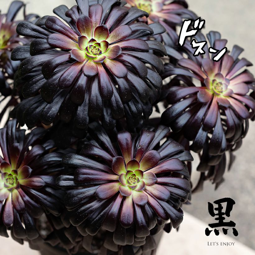 玄関前に！大型黒法師｜花（葉）が大きく迫力あります