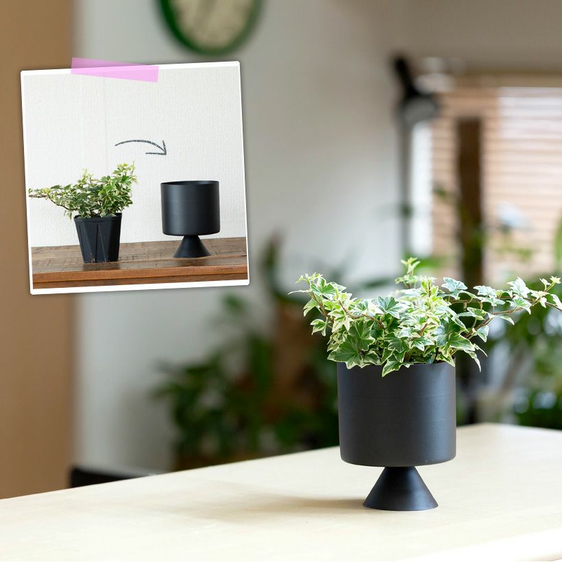 観葉植物の植え替えはこの鉢が人気！「4色」から選べる陶器鉢e-花屋さん