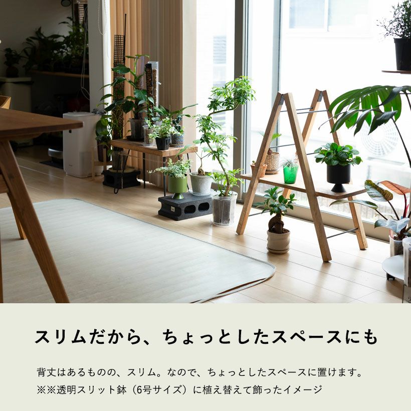 S字カーブ幹曲がりシェフレラ・コンパクタ育て方付き
