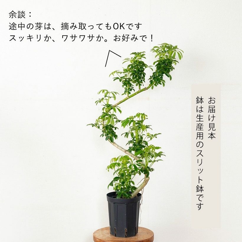 S字カーブ幹曲がりシェフレラ・コンパクタ育て方付き