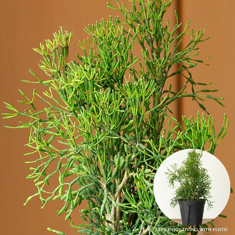 リプサリス属人気22種（育て方付き）｜森林サボテン・多肉通販