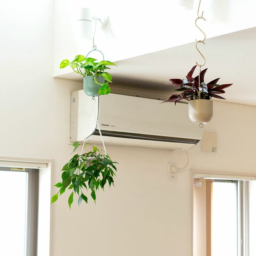 観葉植物の植え替えはこの鉢が人気！「4色」から選べる陶器鉢e-花屋さん