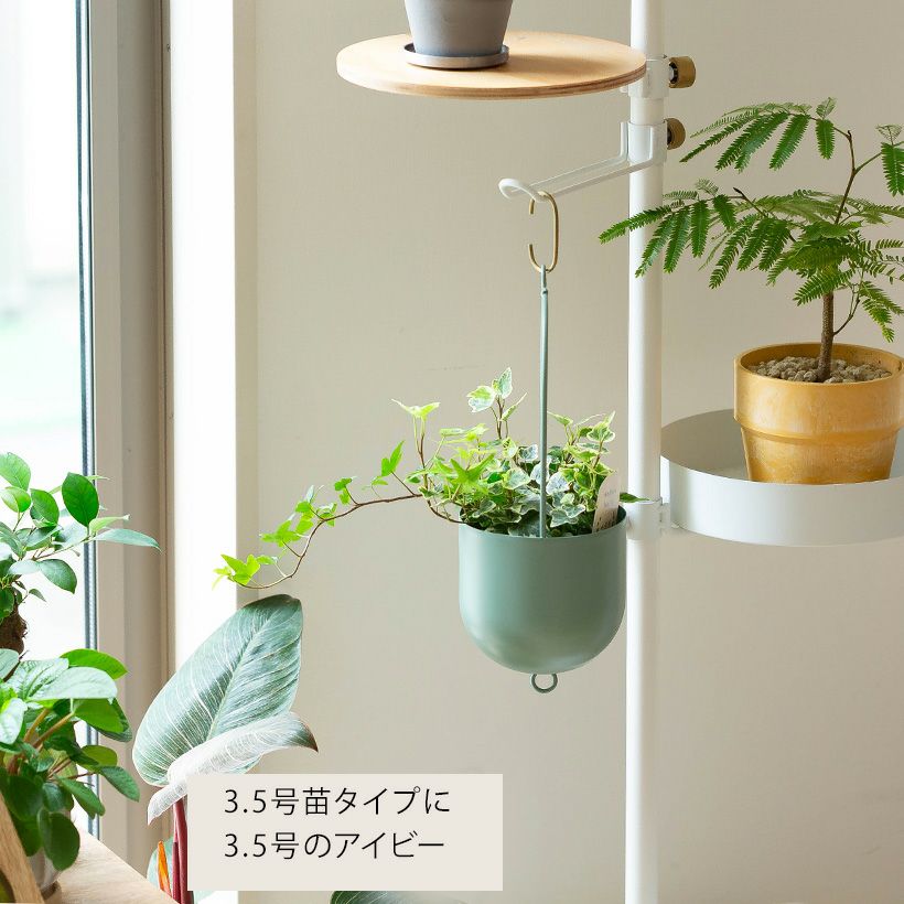 観葉植物の植え替えはこの鉢が人気！「4色」から選べる陶器鉢e-花屋さん