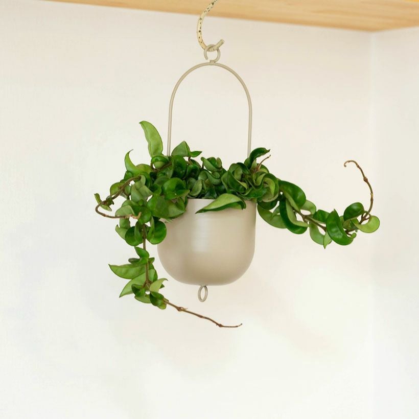 観葉植物の植え替えはこの鉢が人気！「4色」から選べる陶器鉢e-花屋さん