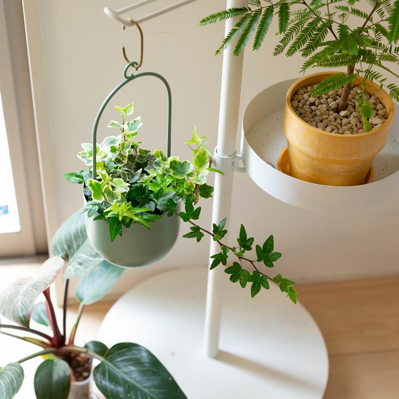 観葉植物の植え替えはこの鉢が人気！「4色」から選べる陶器鉢e-花屋さん