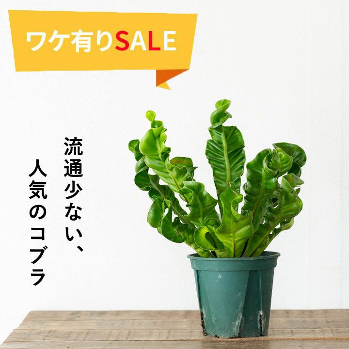 訳有りSALE】アスプレニウム・コブラ | [公式]e-花屋さん