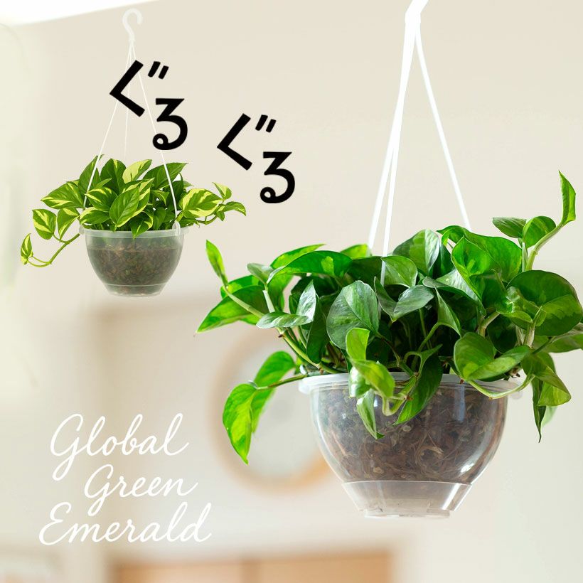 ポトス花森家さん考案ぐるぐる仕立て｜長いツルを巻きつけ気根を