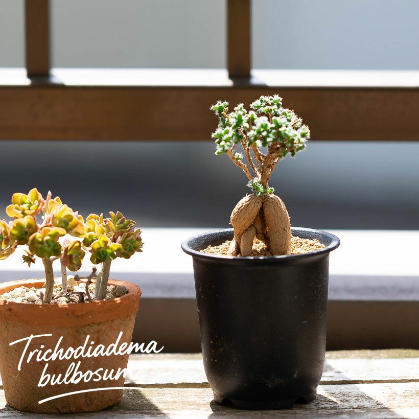 紅姫小松トリコディアデマ ブルボスム育て方付き盆栽多肉（塊根）