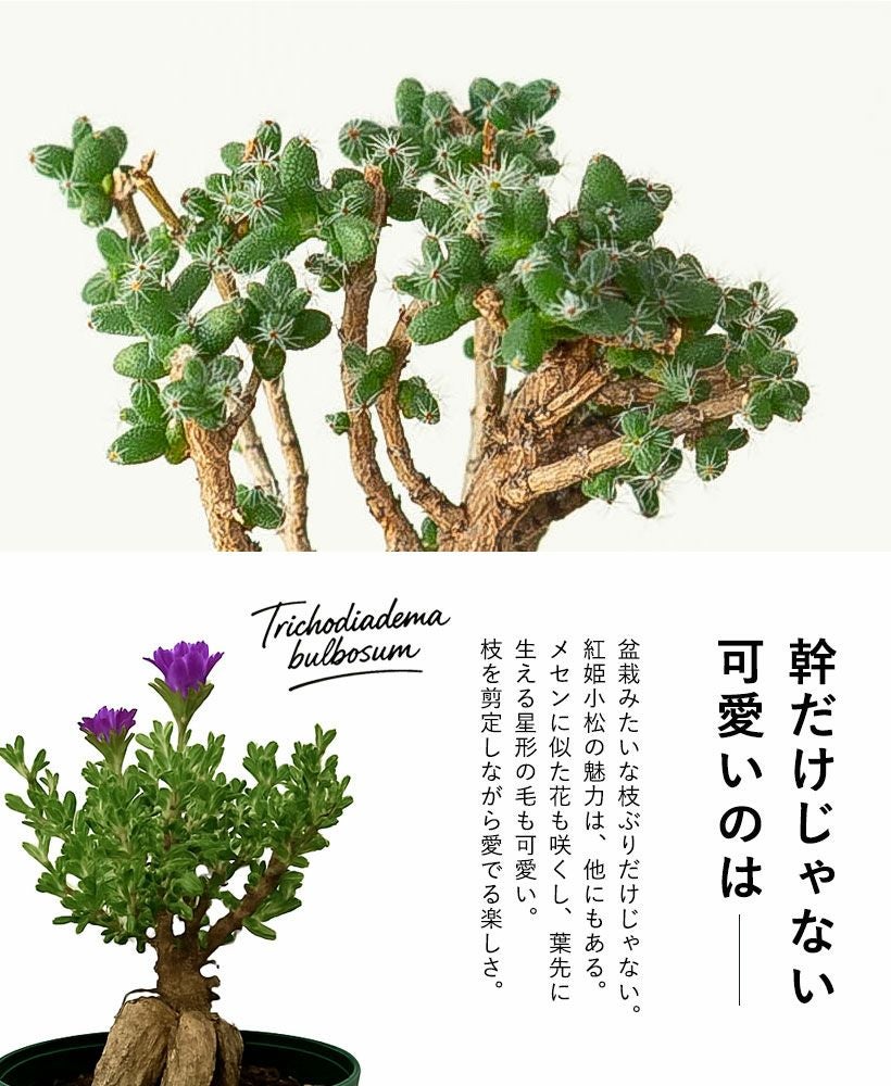 紅姫小松トリコディアデマ ブルボスム育て方付き盆栽多肉（塊根）