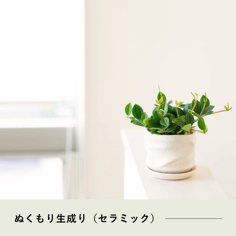 北欧風とぬくもりミニマル。ペペロミアフォレットを化粧鉢で