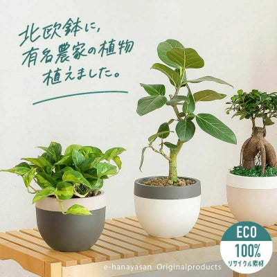 お届けは4/18～】有名農家の観葉植物を、北欧鉢に植えました今の旬は 
