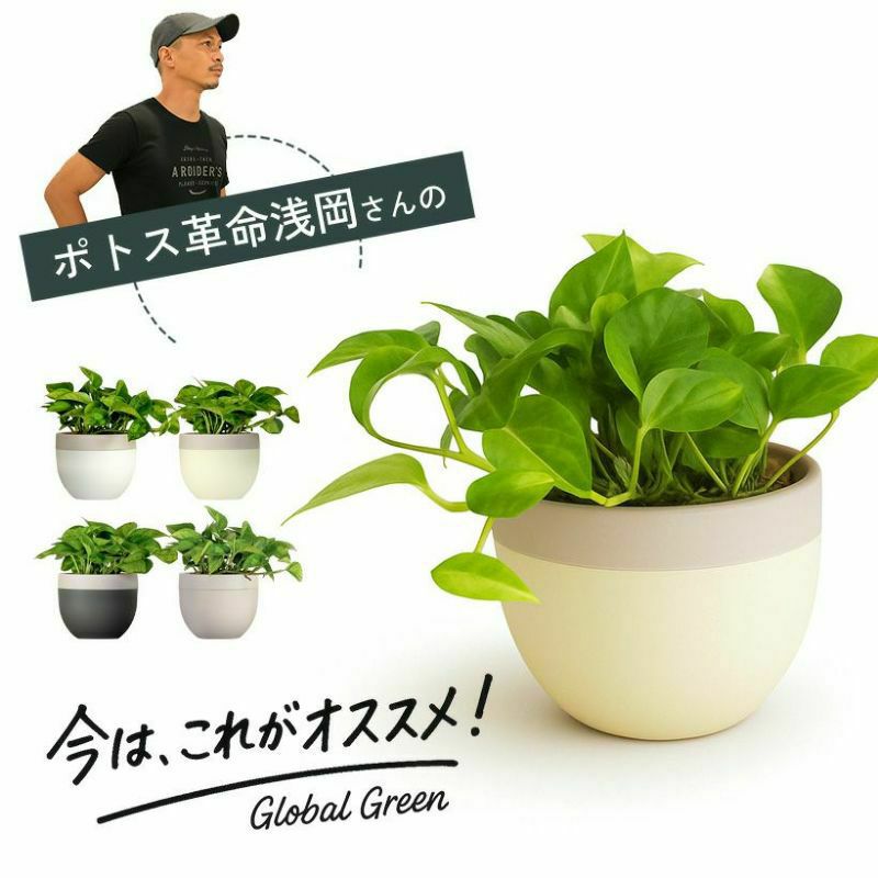 季節の観葉植物を北欧鉢に植えてお届け｜丸いツートンカラー鉢