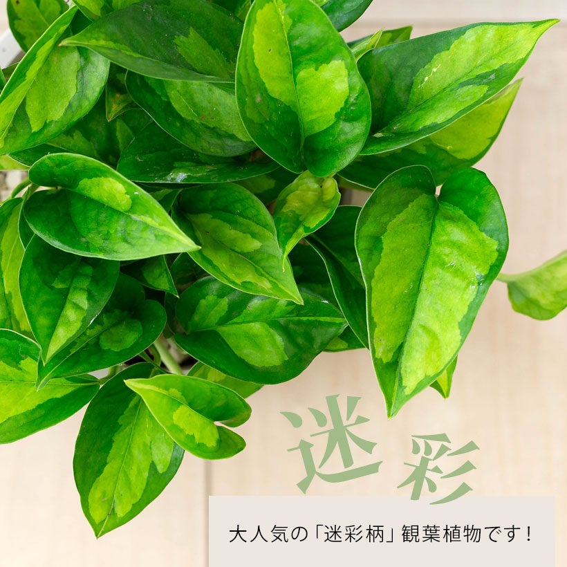 季節の観葉植物を北欧鉢に植えてお届け｜丸いツートンカラー鉢