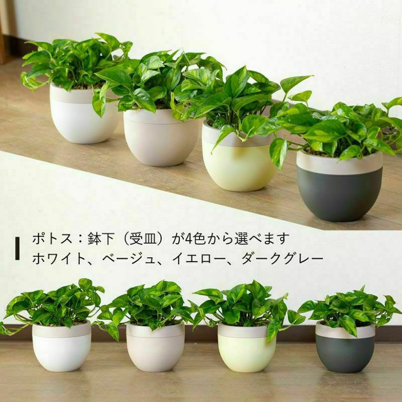 季節の観葉植物を北欧鉢に植えてお届け｜丸いツートンカラー鉢