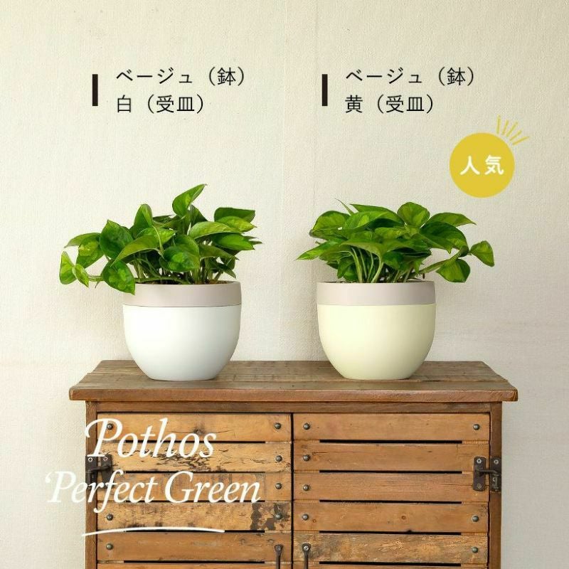 越冬植物等40鉢　まとめて譲渡 [引取限定] 季節の観葉植物を北欧鉢に植えてお届け｜丸いツートンカラー鉢