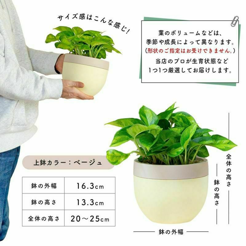 季節の観葉植物を北欧鉢に植えてお届け｜丸いツートンカラー鉢