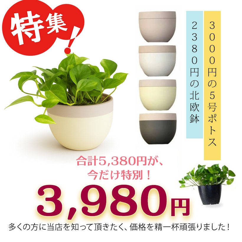 季節の観葉植物を北欧鉢に植えてお届け｜丸いツートンカラー鉢
