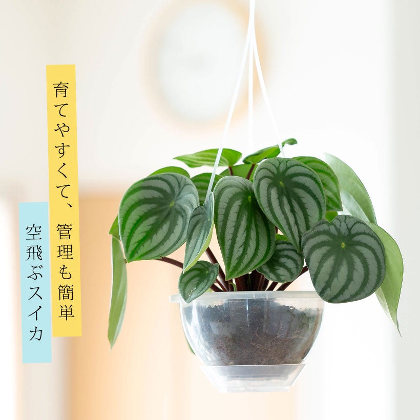 スイカペペロミアinネガミエルエア（スカイペイペイ）花森＆浅岡推薦