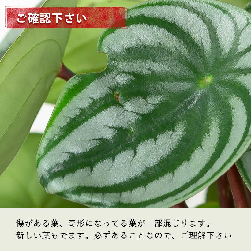 チェリーパイ 220SUS スイカ ハンマーヘッド H280 スイカペペロミアinネガミエルエア（スカイペイペイ）花森＆浅岡推薦