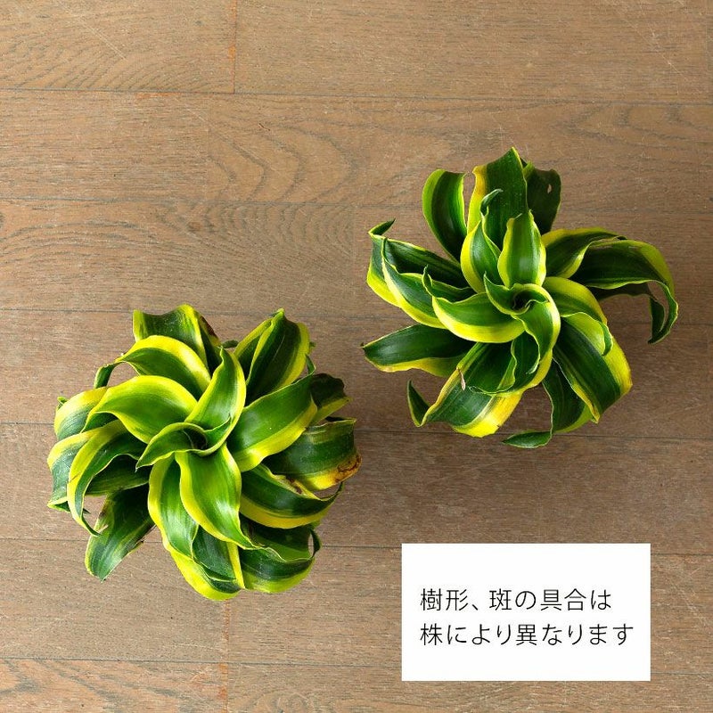 渦巻きドラセナトルネード（黄斑）成長遅い珍しい品種