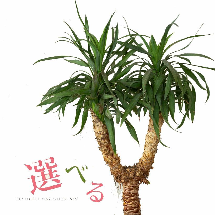 ユッカ・デスメティアーナ｜成長が遅いので分頭タイプは希少！