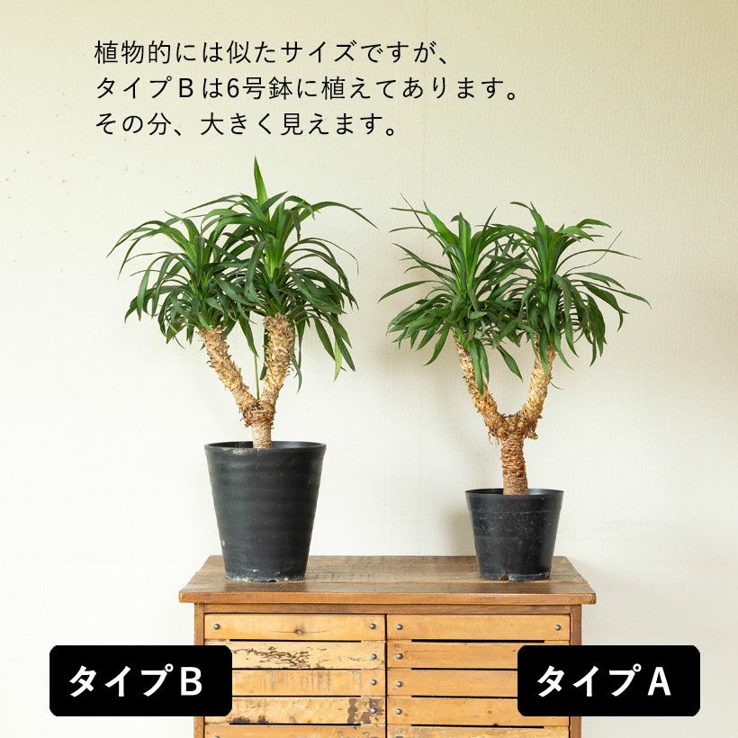 ユッカ・デスメティアーナ｜成長が遅いので分頭タイプは希少！