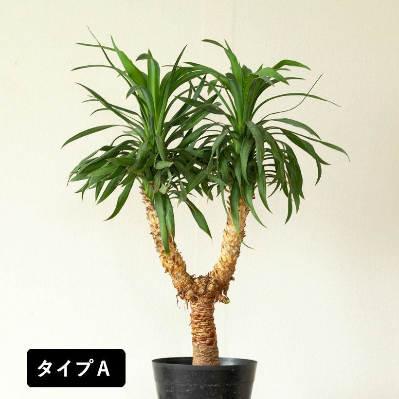 ユッカ・デスメティアーナ｜成長が遅いので分頭タイプは希少！