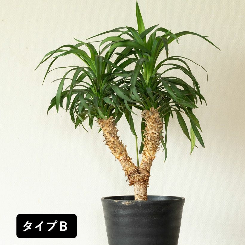 ユッカ・デスメティアーナ｜成長が遅いので分頭タイプは希少！