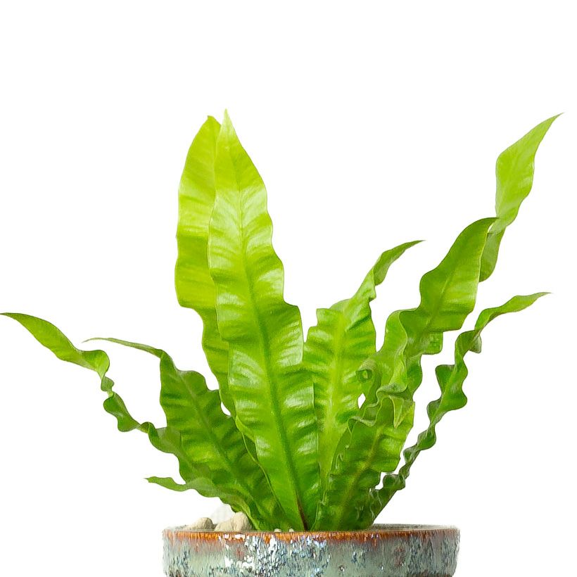 エメラルドウェーブ小さいサイズのアスプレニウム（2.5号）