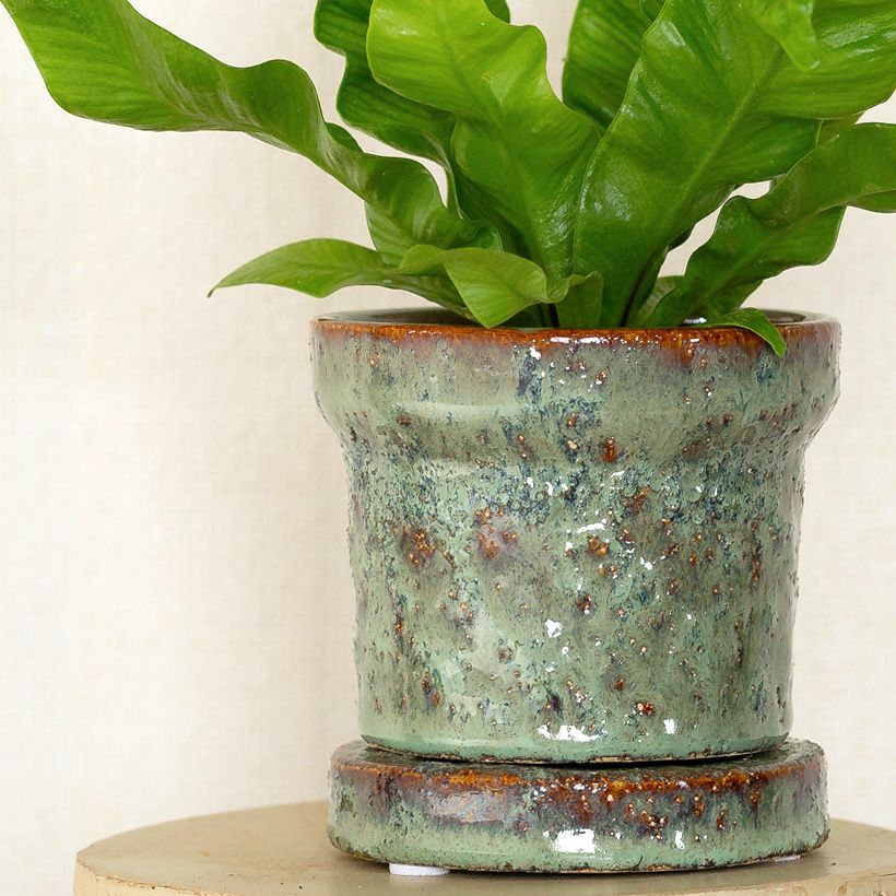 エメラルドウェーブ小さいサイズのアスプレニウム（2.5号）