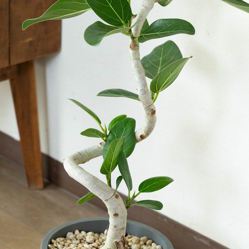 ユッカ・デスメティアーナ｜成長が遅いので分頭タイプは希少！