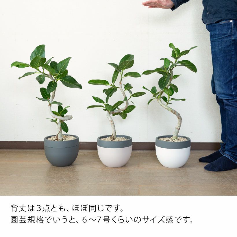 ユッカ・デスメティアーナ｜成長が遅いので分頭タイプは希少！