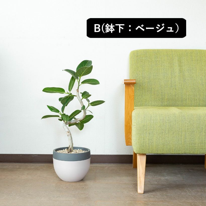 ユッカ・デスメティアーナ｜成長が遅いので分頭タイプは希少！