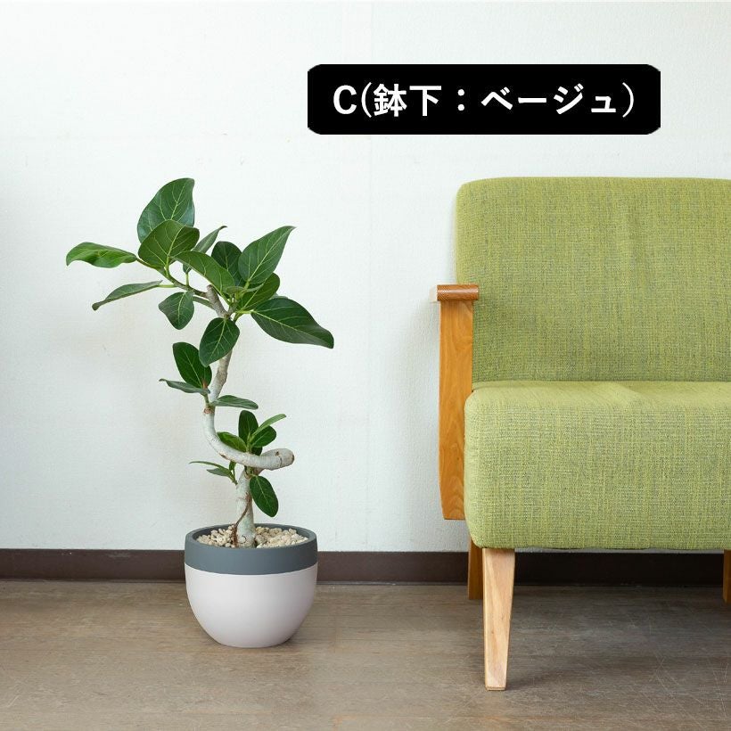 ユッカ・デスメティアーナ｜成長が遅いので分頭タイプは希少！