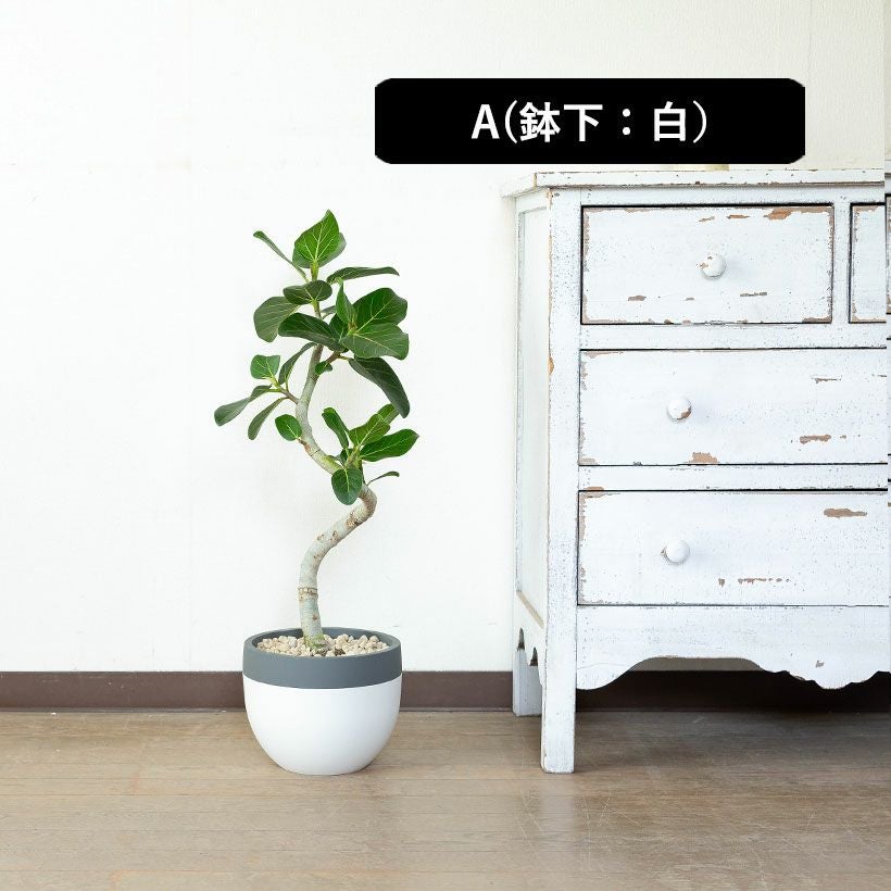 ユッカ・デスメティアーナ｜成長が遅いので分頭タイプは希少！