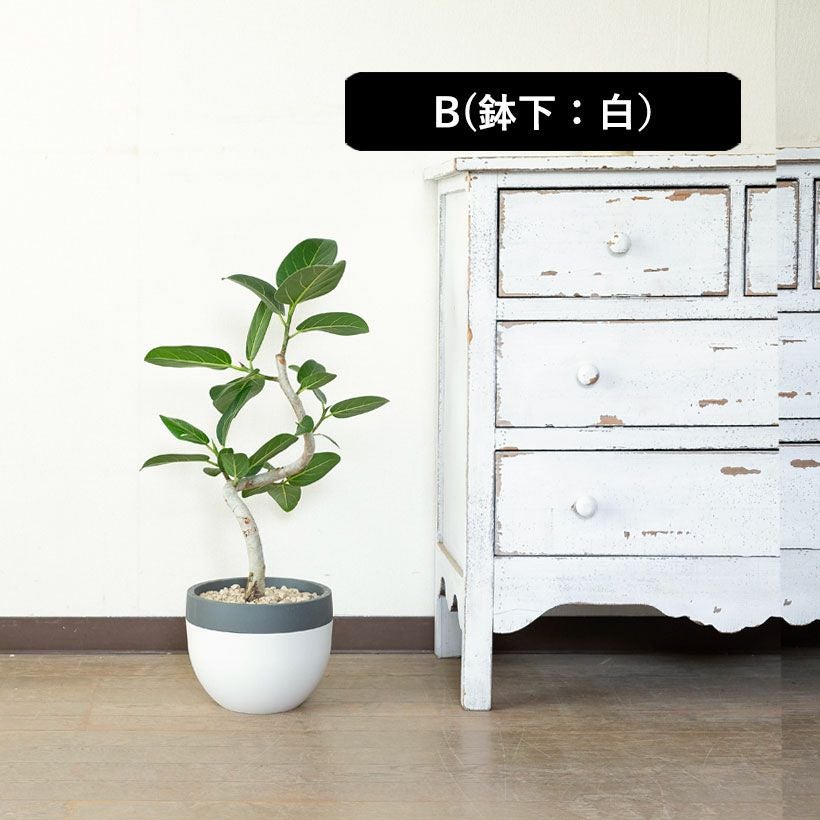 ユッカ・デスメティアーナ｜成長が遅いので分頭タイプは希少！